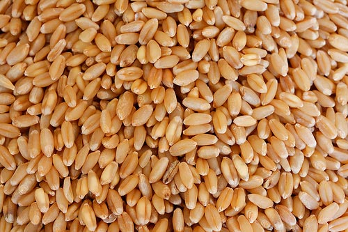 Wheat Seeds