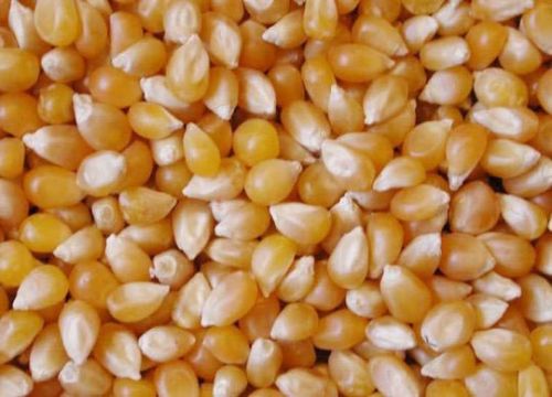 Yellow maize seeds, Number Of Flower : Natural