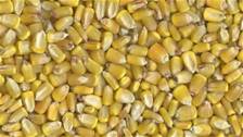 Yellow maize, Moisture Ratio : 14% Aproxx