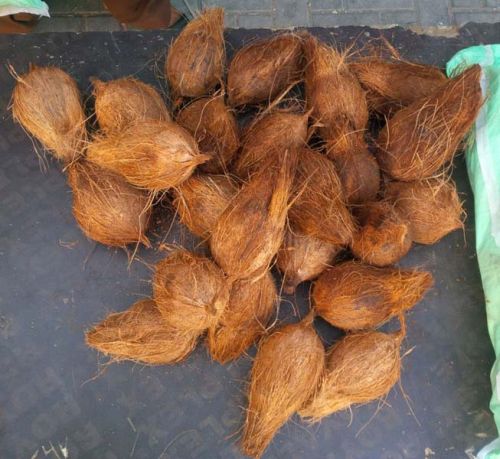 Coconut, Number Of Flower : Natural