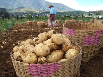 Potatoes, Type : Vegetable