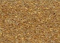 Durum Wheat