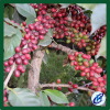 Robusta coffee beans