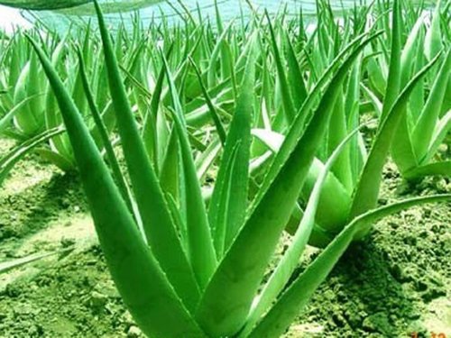Shree Botanicals Aloe Vera, For Herbal Medicinal, Form : Liquid Semi-liquid