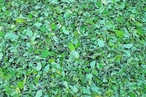 Moringa Leaves