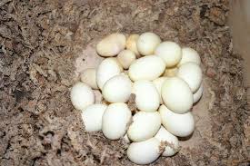 Boa Eggs,crocodile Eggs,snake Eggs,tortoise Eggs,eggs