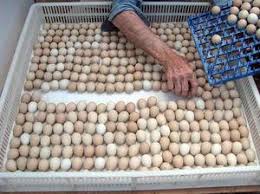 Eagle Eggs,parrot Eggs,eggs