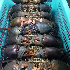 Live Fresh Mud Crab (Male Female)