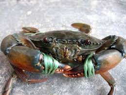 Fresh Raw Live Mud Crab