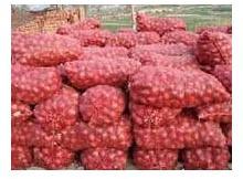 Fresh red onion For Food