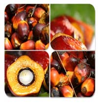 Palm oil, Packaging Size : 1 Litre