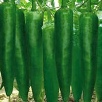 Long Capsicum Seeds