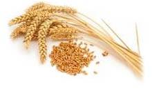 Wheat seed