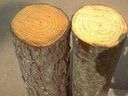 White Wood (European Softwood) Pine (Pinus Sylvestris) - Scots Pine, Spruce (Picea Abies), Siberian