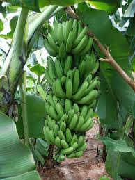 Nice Cavendish Banana