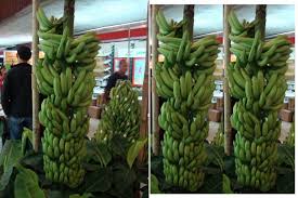Eligible Cavendish Banana