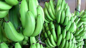 Organic Green Cavendish Banana, Packaging Size : 15kg, 20kg