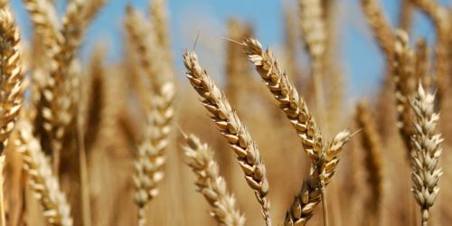 Wheat seeds, Number Of Flower : Sharbati