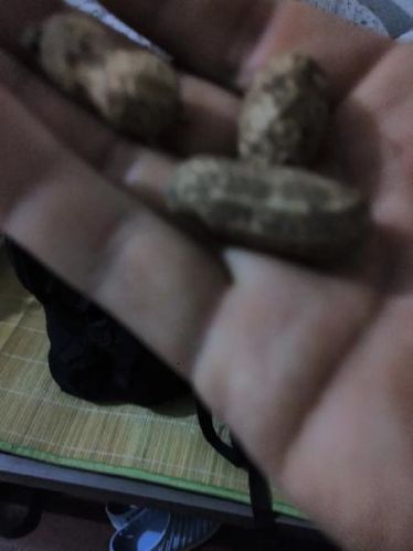 Leefay Licensing Agent Fresh Raw Peanuts To Buy Their Own Multi-rest (