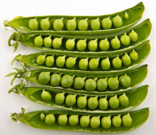 Fresh Green Peas