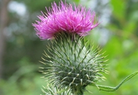 Milk thistle extract