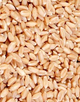 Wheat, Storage : Store In A Cool, Dry Place