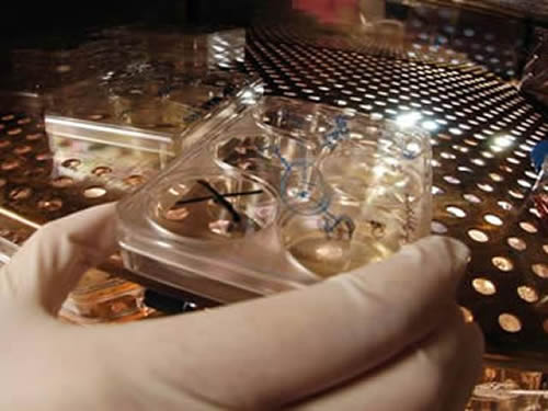 Perforated Stainless Steel Sheet