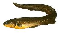 Eel Fish Frozen 12-36 Inches, Weight : 0.5-2 Pounds