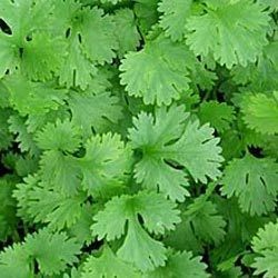 Coriander, Shelf Life : 12 Months