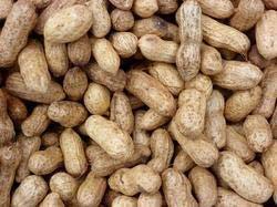 Groundnut Shell