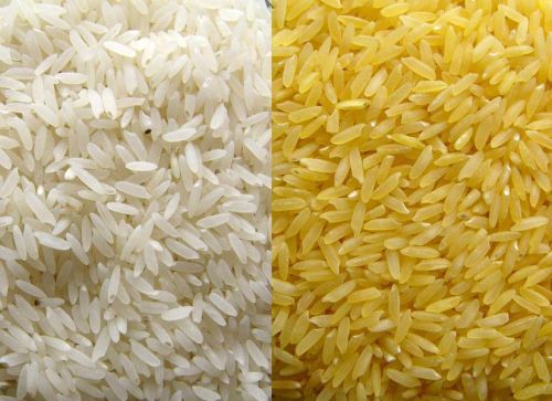 Golden Rice