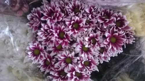 Fresh Cut Chrysanthemum Flower