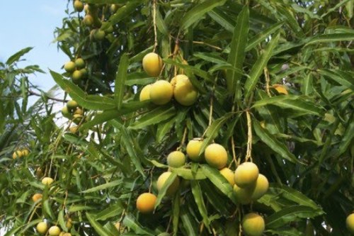 Organic Alphonso Mangoes, Color : Yellow Red