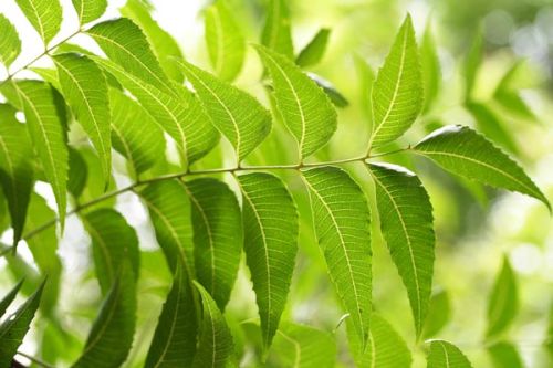 Neem leaf Function : Blood Purification, Good For Skin, Maintain Blood Sugar