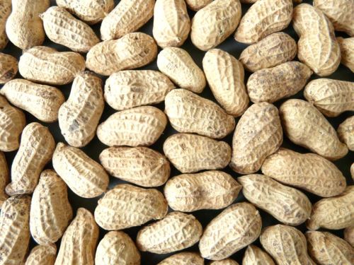 Ground nut, Varieties : Bold