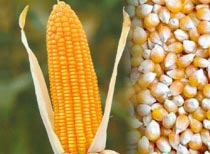 Yellow maize, Processing Type : Fine Processed
