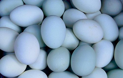 Duck Eggs, Table Eggs, Hatching Eggs., Color : White