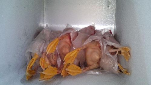 Frozen Duck Meat