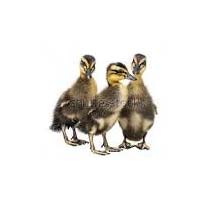 Indian Runner Duck Chicks, Size : 100000