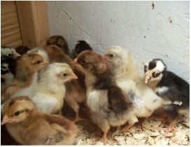 Country Hen Chicks