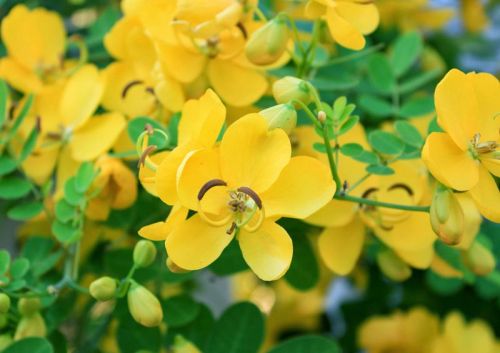 Cassia Auriculata Pickle