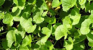 Centella Asiatica Pickle