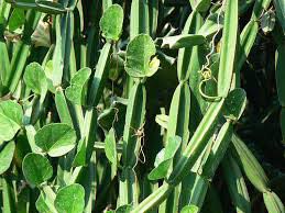 Cissus Quadrangularis Pickle