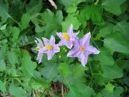 Solanum Trilobatum Pickle