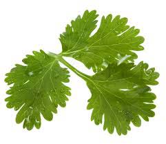 Fresh Coriander Leaves