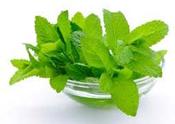 Fresh Mint Leaves