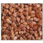 Buckwheat Seeds