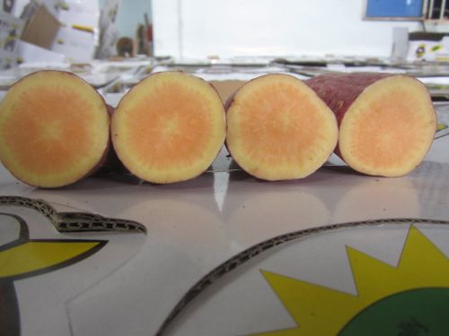 Fresh Japanese Sweet Potatoes