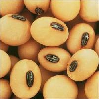 Soya Bean