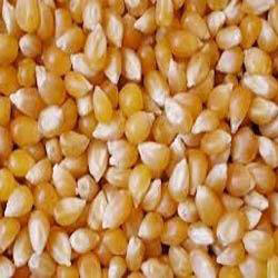 Yellow maize seeds, Drying Process : Sun Drying